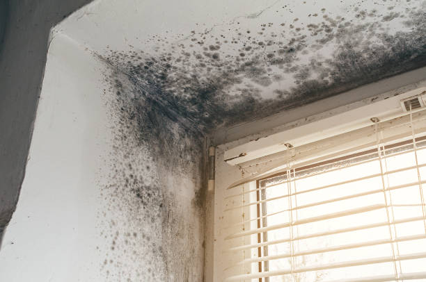 Affordable Mold Cleanup solutions in Hampton, GA