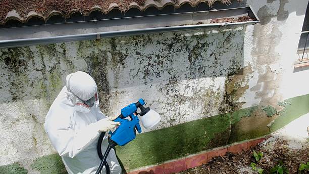 Trusted Mold Inspection service in Hampton, GA - Cheap Mold Removal
